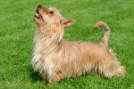 Photo Silky Terrier