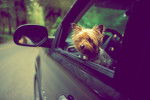Photo Silky Terrier
