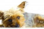 Photo Silky Terrier