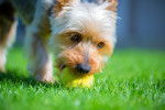 Photo Silky Terrier