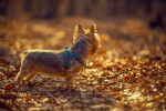 Photo Silky Terrier