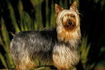 Photo Silky Terrier