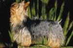 Photo Silky Terrier
