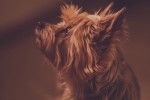 Photo Silky Terrier