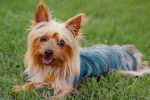 Un beau Silky Terrier allongé dans l'herbe