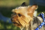 Photo Silky Terrier