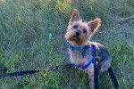 Un Silky Terrier assis sur un terrain herbeux et qui est tenu en laisse 
