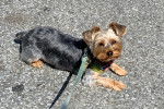 Un Silky Terrier allongé sur une surface bitumée et qui est tenu en laisse 