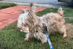 Un Silky Terrier sur un terrain herbeux et qui est tenu en laisse 