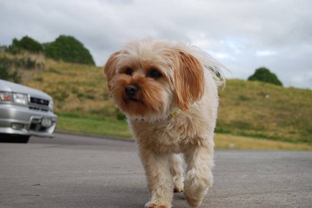 Honey - Silky Terrier (1 an)