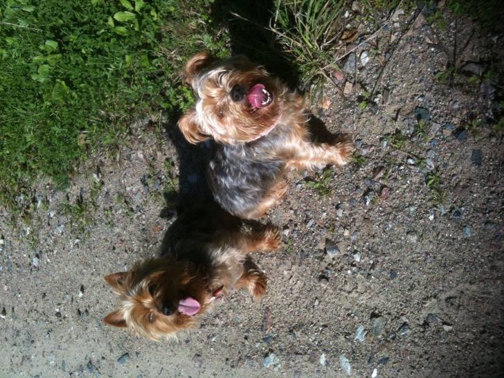 Tiffy und Omii - Silky Terrier (13 ans)