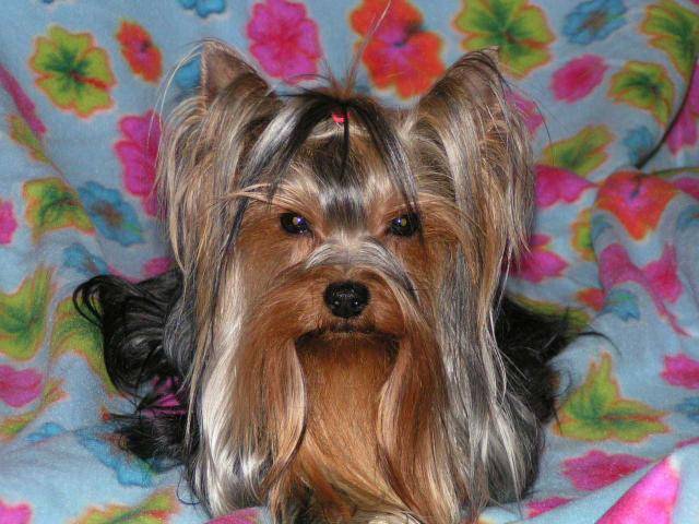 VAN ESKAÏA du TEMPLE DES 7 MERVEILLES - Silky Terrier