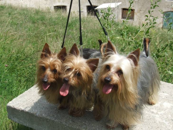 Photo Silky Terrier