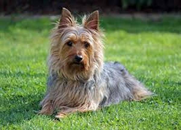 Cera - Silky Terrier