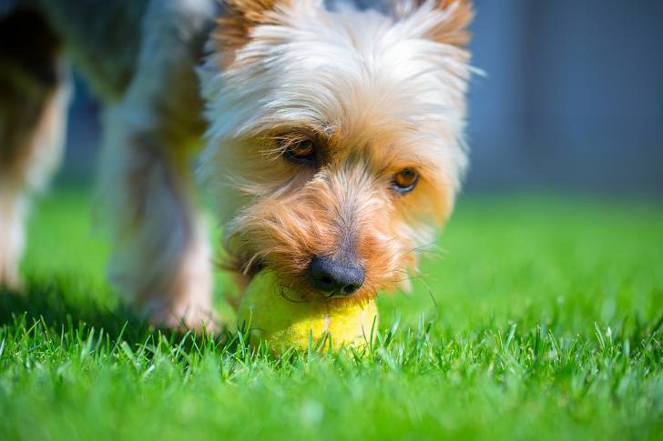 Photo Silky Terrier