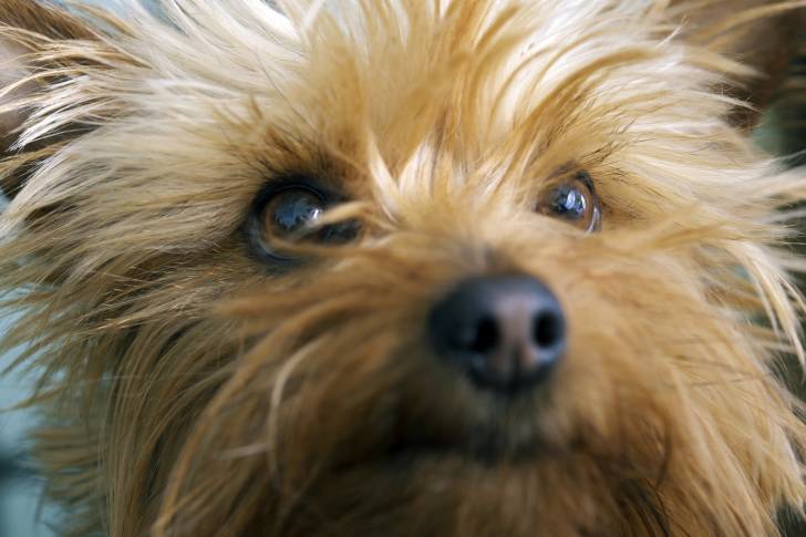 Photo Silky Terrier