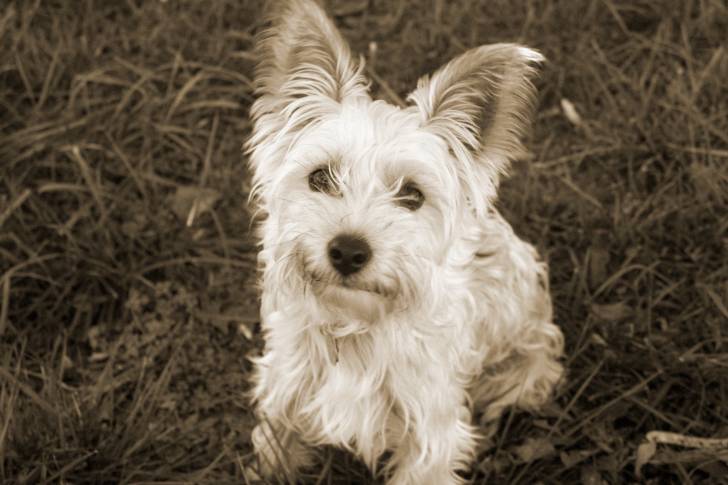Photo Silky Terrier