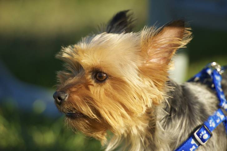 Photo Silky Terrier
