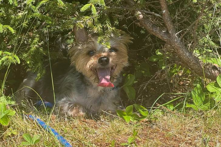 Un Silky Terrier allongé sur un terrain herbeux et ayant la langue pendante 