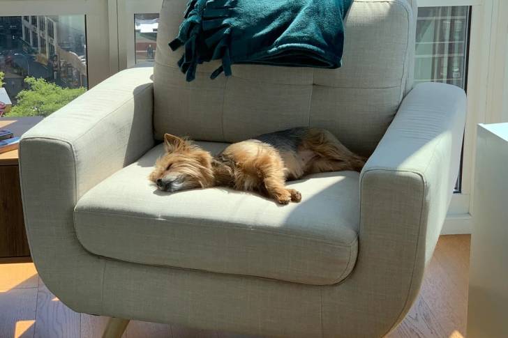 Un Silky Terrier allongé sur un fauteuil et semblant détendu 