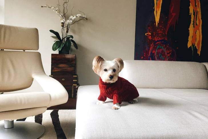 Un Silky Terrier assis sur un canapé et portant un habit pour chien