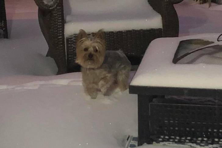 Un Silky Terrier sur une surface enneigée 