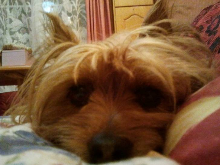 mon swifer - Silky Terrier (7 ans)