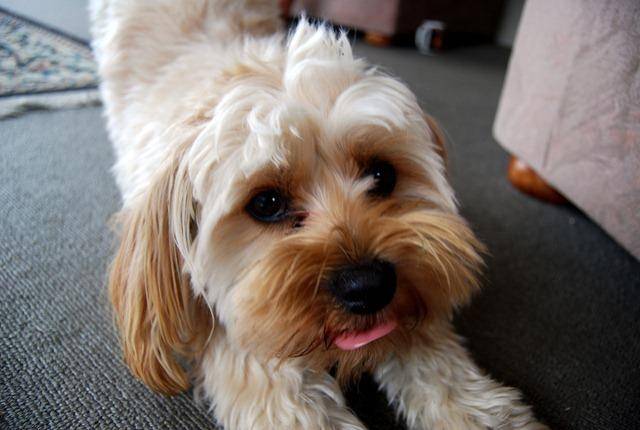 Honey - Silky Terrier (5 ans)