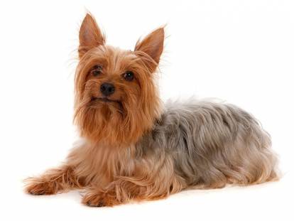 Photo Silky Terrier