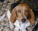 Henrietta - Basset Art&eacute;sien Normand (4 ans)