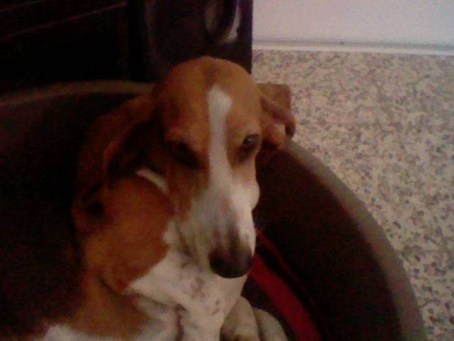 sting - Basset Artésien Normand Mâle (6 ans)