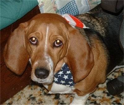 Henrietta - Basset Artésien Normand (4 ans)
