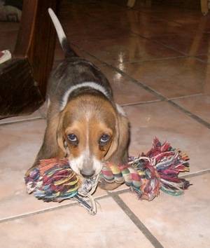 Henrietta - Basset Artésien Normand (2 mois)