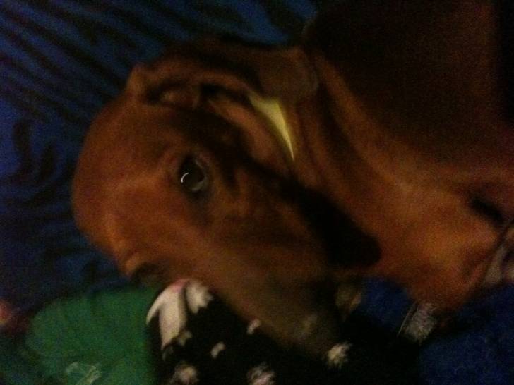 Salchicha - Basset Artésien Normand Mâle (4 ans)