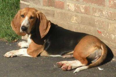 Un Basset Artésien Normand allongé sur le sol