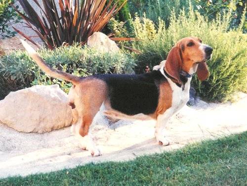 Basset Artésien Normand - Basset Artésien Normand