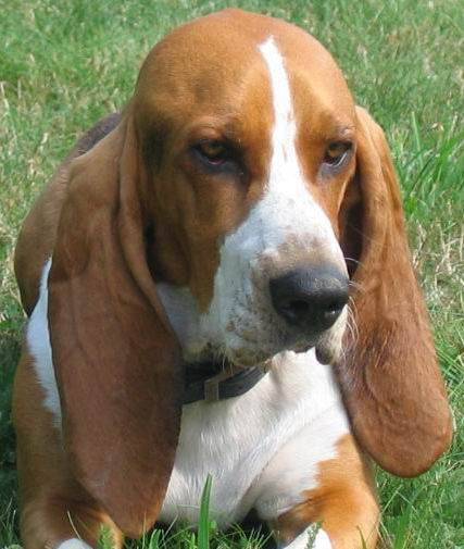 basset artésien normand -VICKING - Basset Artésien Normand