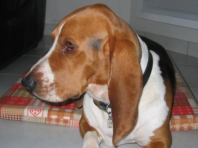 Basset artésien normand mâle -Vicking - Basset Artésien Normand