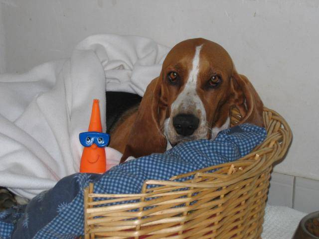 Basset artésien normand mâle -Vicking (et sa carotte masquée) - Basset Artésien Normand