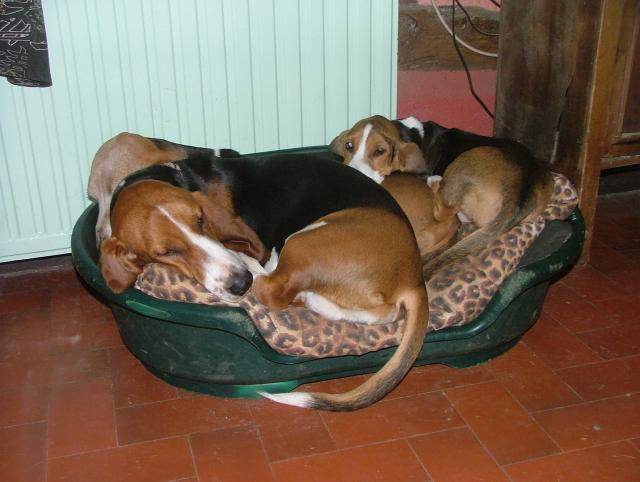 basset artésien normand la famille - Basset Artésien Normand