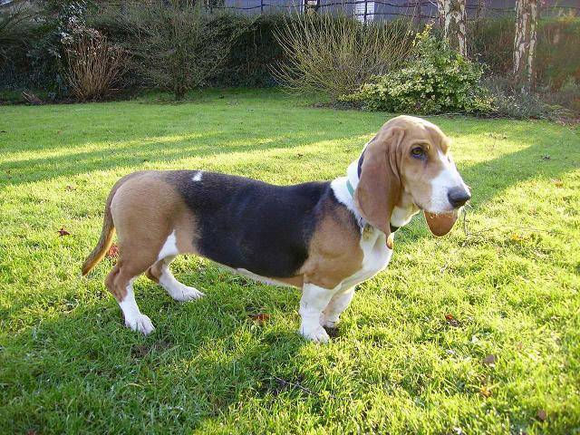 Basset artésien normand - Basset Artésien Normand