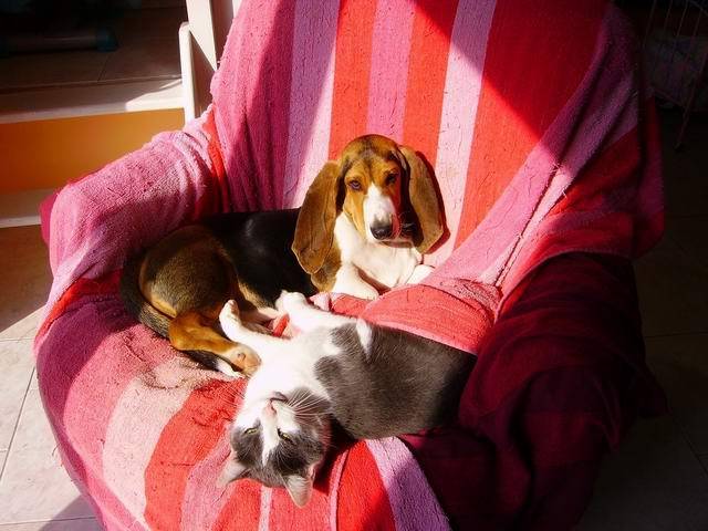 Basset artésien normand - Basset Artésien Normand