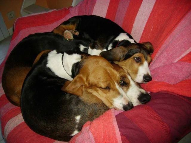 Basset artésien normand - Basset Artésien Normand