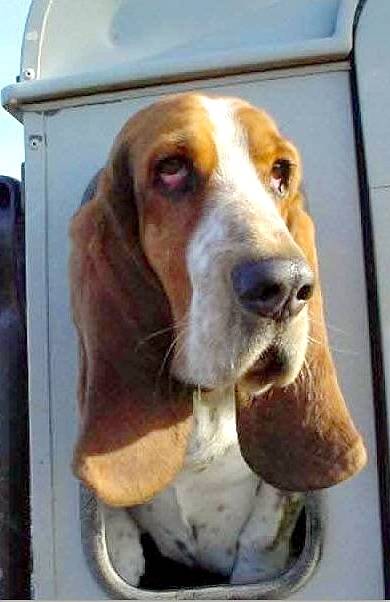 Basset Artésien Normand PANZER - Basset Artésien Normand