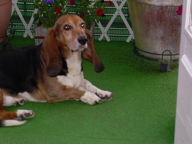 RUBENS Basset Artésien-Normand - Basset Artésien Normand