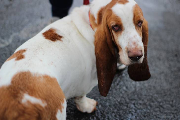Photo Basset Artésien Normand