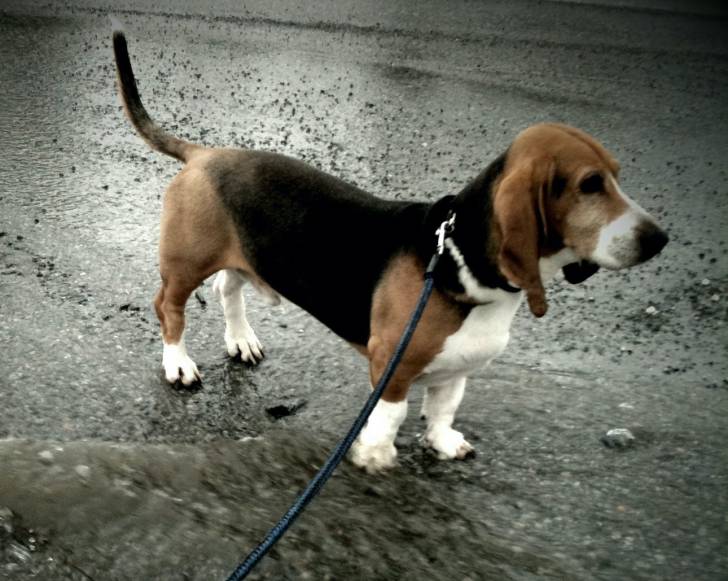 Photo Basset Artésien Normand