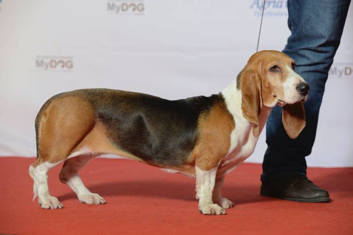 Photo Basset Artésien Normand