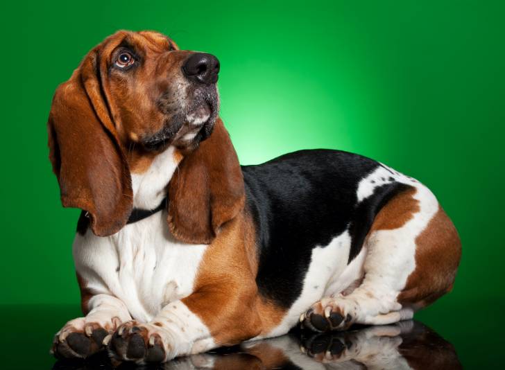 Photo Basset Artésien Normand