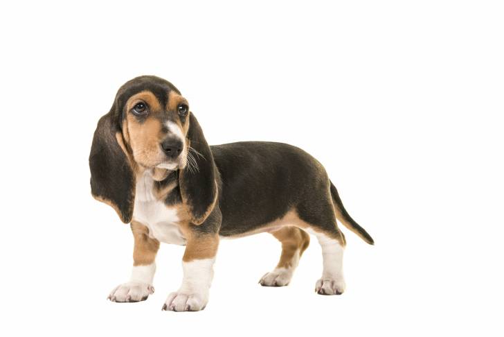Photo Basset Artésien Normand